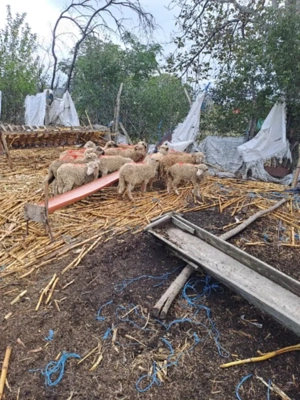 Vand carlani             . - imagine 3