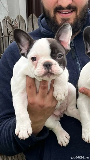 Pui bulldog francez  - imagine 2