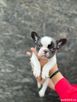 Pui bulldog francez  - imagine 2