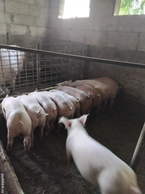 grăsuni de vanzare - imagine 3