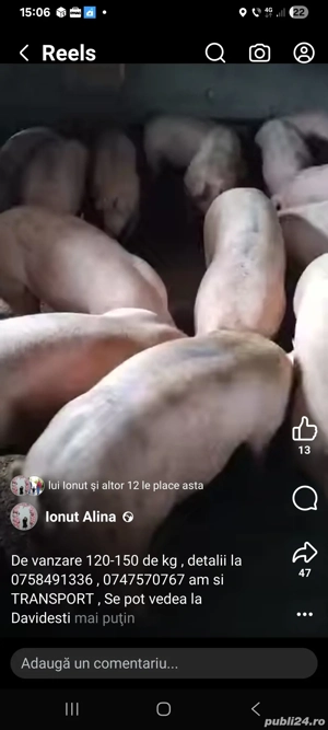 porci de 120-150 kg Davidești Arges  - imagine 2