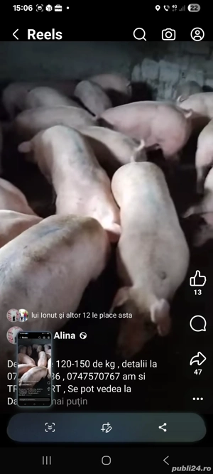 porci de 120-150 kg Davidești Arges 