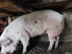 Porci de carne Duroc Pietran și Landrance  - imagine 2