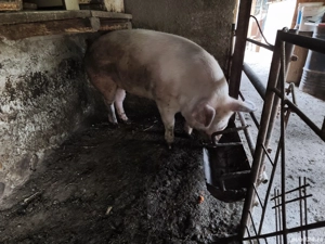 Porci de carne Duroc Pietran și Landrance