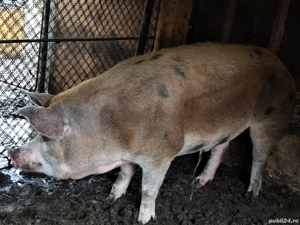 Porci de carne Duroc Pietran și Landrance  - imagine 3