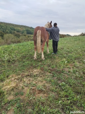 vand manz de un an si patru luni