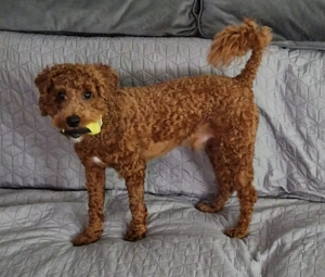 cavapoo mascul 8luni  - imagine 2