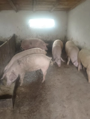 Porci românești cu coada de vânzare