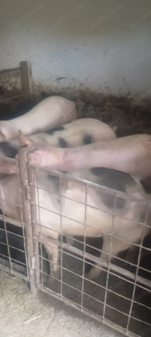 Porci românești cu coada de vânzare  - imagine 4