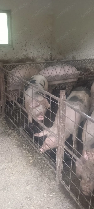 Porci românești cu coada de vânzare  - imagine 5