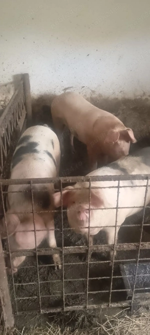 Porci românești cu coada de vânzare  - imagine 3
