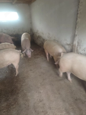 Porci românești cu coada de vânzare  - imagine 2