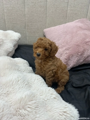 Puiuti Pudel Poodel roscat  apricot deosebit - imagine 2