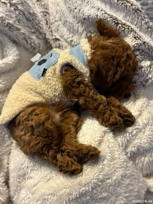 Puiuti Pudel Poodel roscat  apricot deosebit