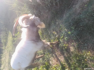 tap de vanzare - imagine 2