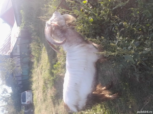 tap de vanzare - imagine 3