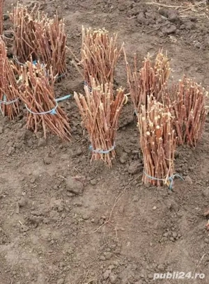 Vindem Butași de zmeură și drajoni de mure.