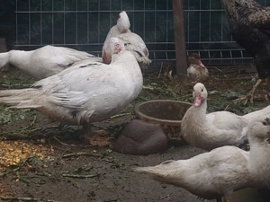 Vând rațe. Am mature,dar și mai mici.  - imagine 2