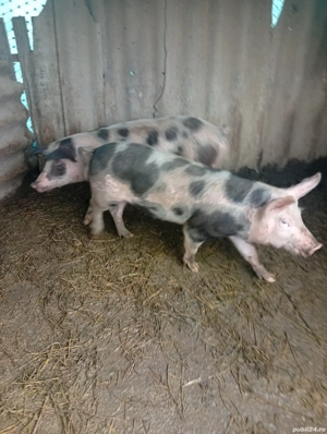 porci de vanzare