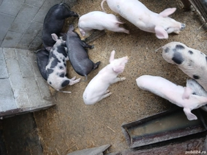 vând purcei  - imagine 2 vând purcei  - imagine 2