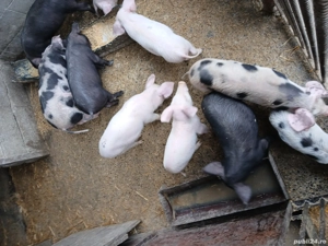 vând purcei  - imagine 3 vând purcei  - imagine 3