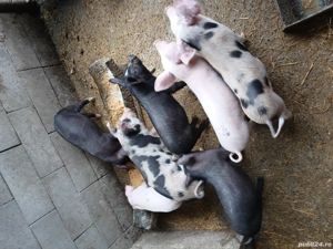 vând purcei  - imagine 4 vând purcei  - imagine 4