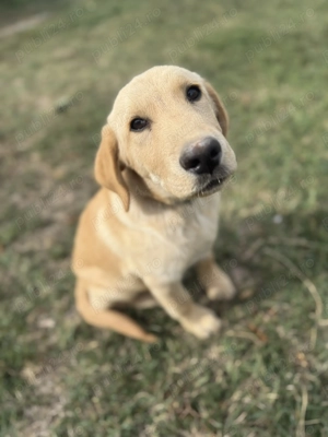 Labrador băiat de vânzare