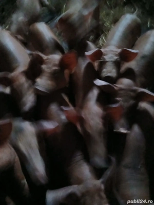 vand purcei - imagine 2