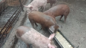 Purcei de vanzare  - Comuna Polovragi, Judetul Gorj - imagine 2