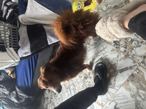 Caine salvat de pe strada  - imagine 2