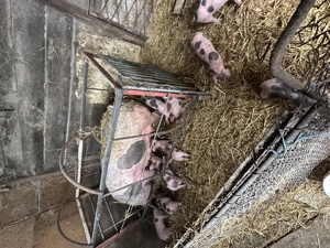 De vânzare purcei pietran