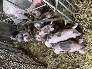 De vânzare purcei pietran - imagine 2 De vânzare purcei pietran - imagine 2