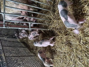 De vânzare purcei pietran - imagine 3 De vânzare purcei pietran - imagine 3