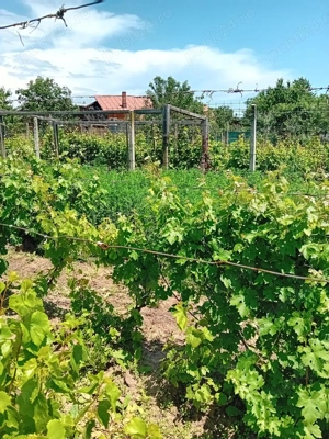 Vand Teren intravilan in Valea Calugareasca - vie pe rod