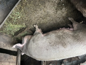 Purcea de vânzare 2 ani  - imagine 2 Purcea de vânzare 2 ani  - imagine 2