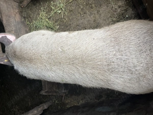 Purcea de vânzare 2 ani  - imagine 3 Purcea de vânzare 2 ani  - imagine 3