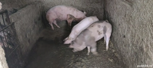 Vand porci  - imagine 2