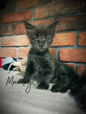 Pisici Maine coon cluj - imagine 2