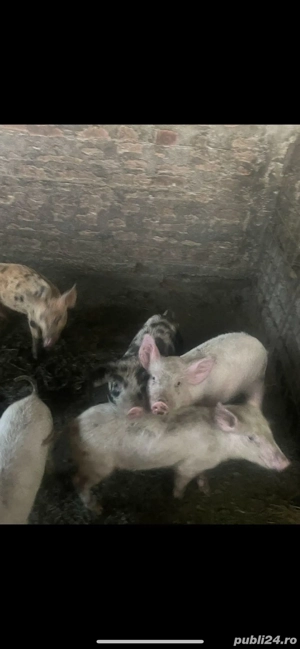 vand purcei  - imagine 2