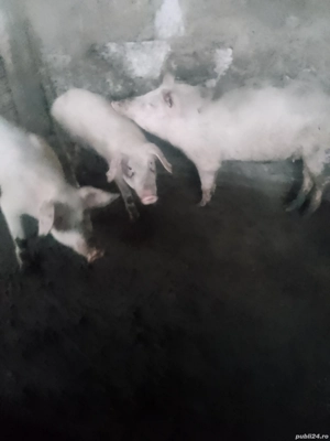 vand purcei  - imagine 5