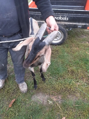 Vând țap Alpina Franceza - imagine 3 Vând țap Alpina Franceza - imagine 3