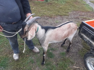 Vând țap Alpina Franceza - imagine 2 Vând țap Alpina Franceza - imagine 2