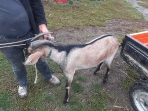 Vând țap Alpina Franceza - imagine 4 Vând țap Alpina Franceza - imagine 4