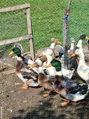 Rățoi de vânzare  - imagine 4