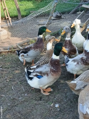 Rățoi de vânzare  - imagine 3