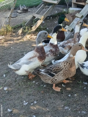 Rățoi de vânzare  - imagine 2