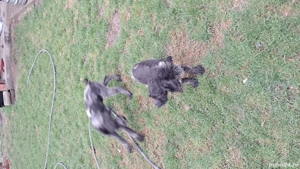 brac german sarmos - imagine 3