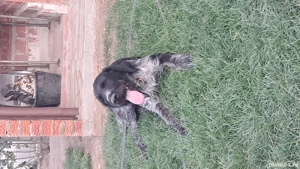 brac german sarmos - imagine 2