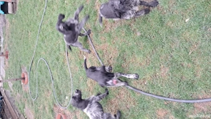 brac german sarmos - imagine 5