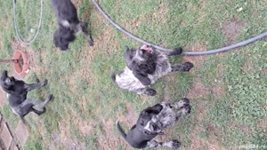 brac german sarmos - imagine 4